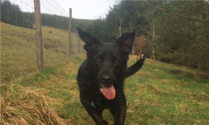 Glenbield Kennels, freedom to roam